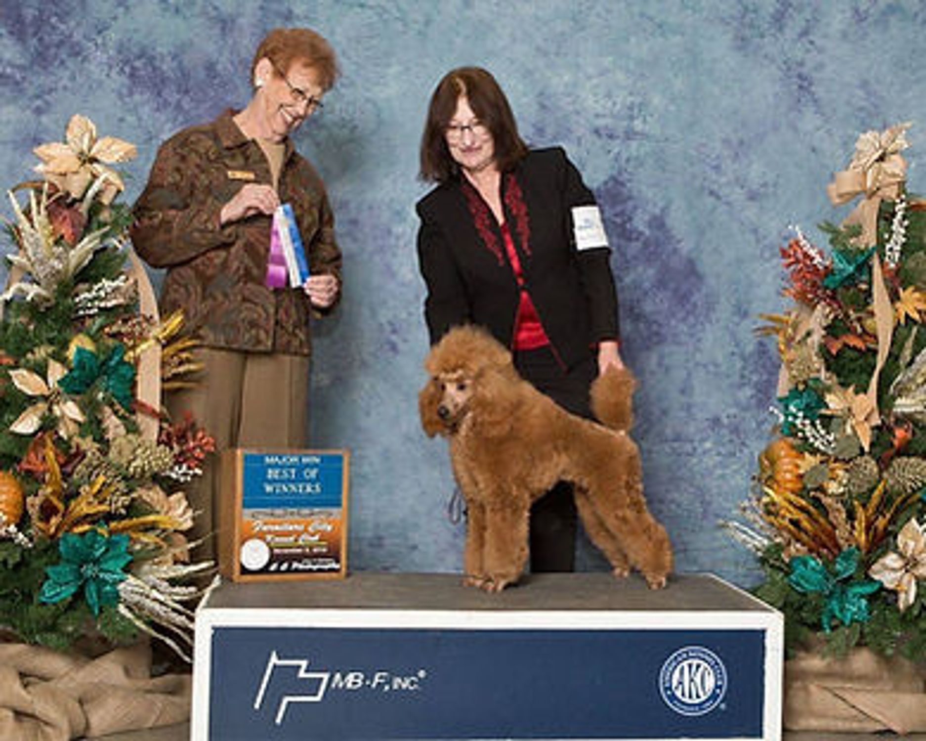 AKC 🇺🇸 championship photo of Anakin Skywalker's father