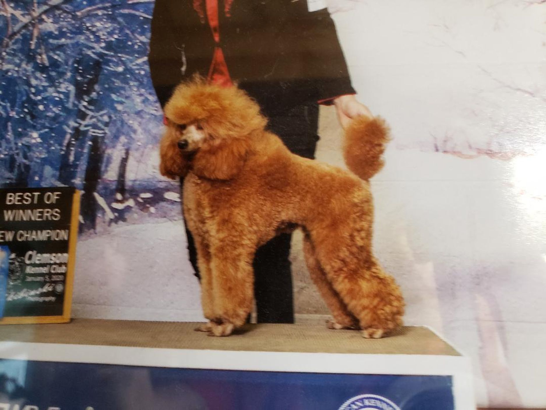 AKC 🇺🇸 ring photo of Anakin Skywalker's father