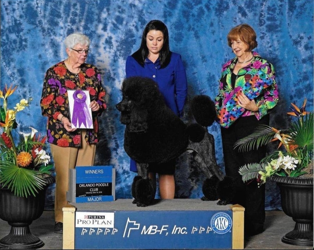 AKC 🇺🇸 championship photo of Jack Sparrow's father