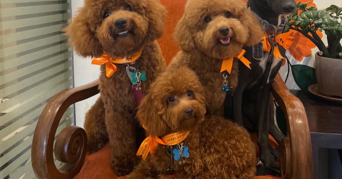 Toy, Miniature, and Standard Poodle puppies from Elfi's Angels Chennai