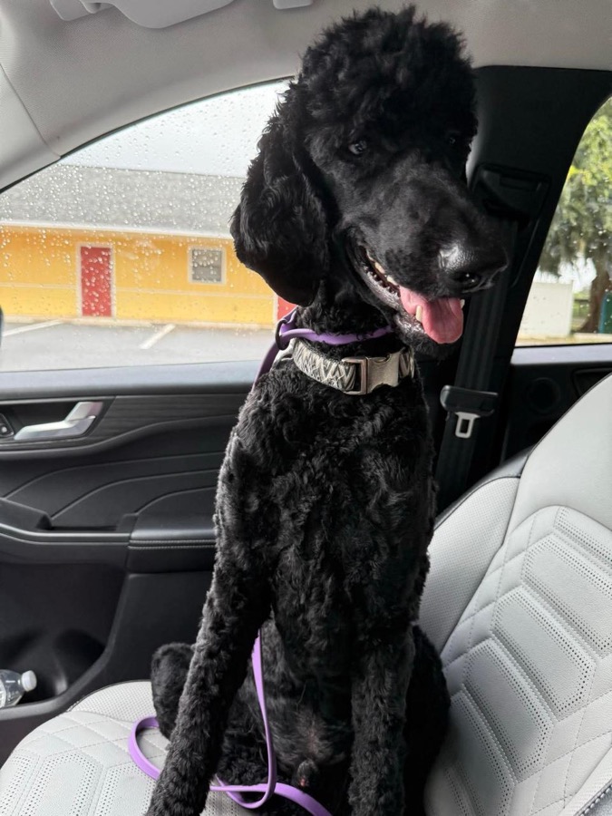 Jack Sparrow Standard Poodle portrait
