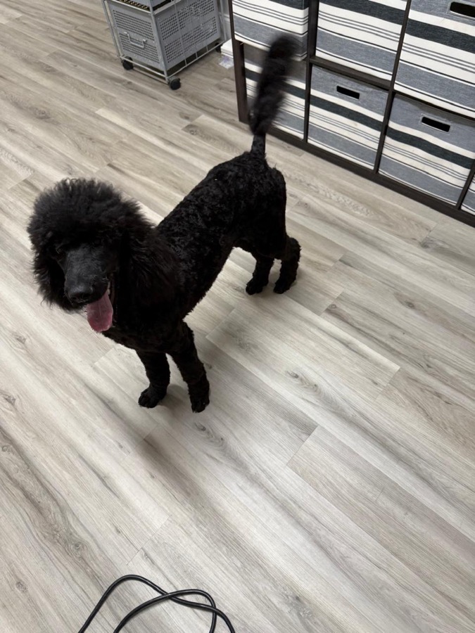 Jack Sparrow, black Standard Poodle male