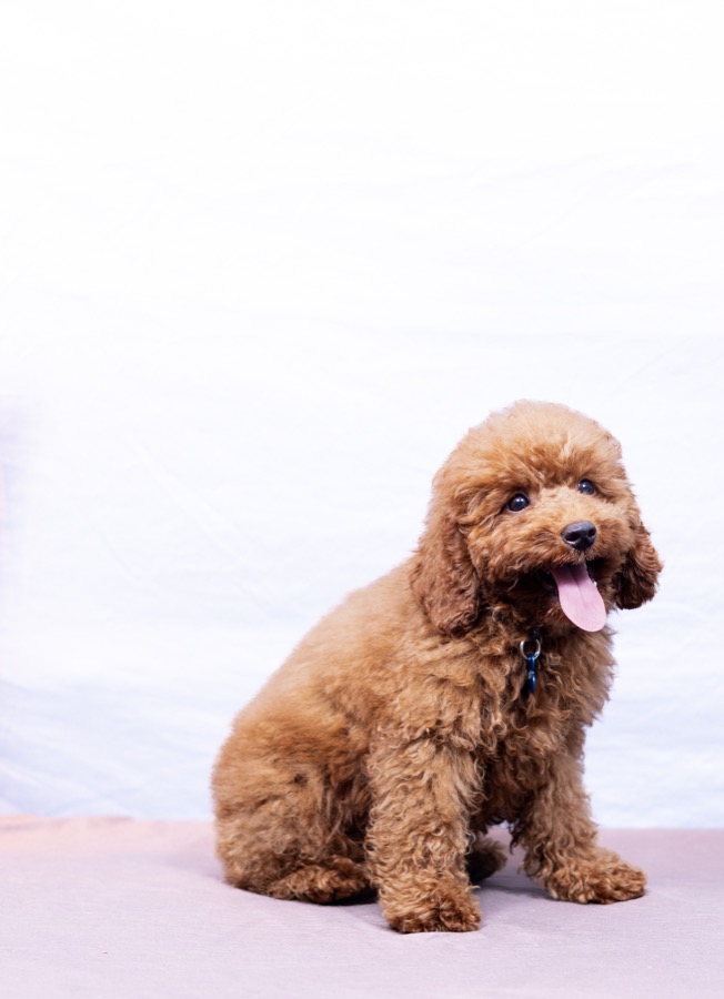 Anakin Skywalker Mini Poodle portrait