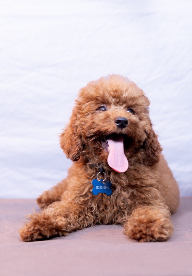 Anakin Skywalker Mini Poodle profile photo