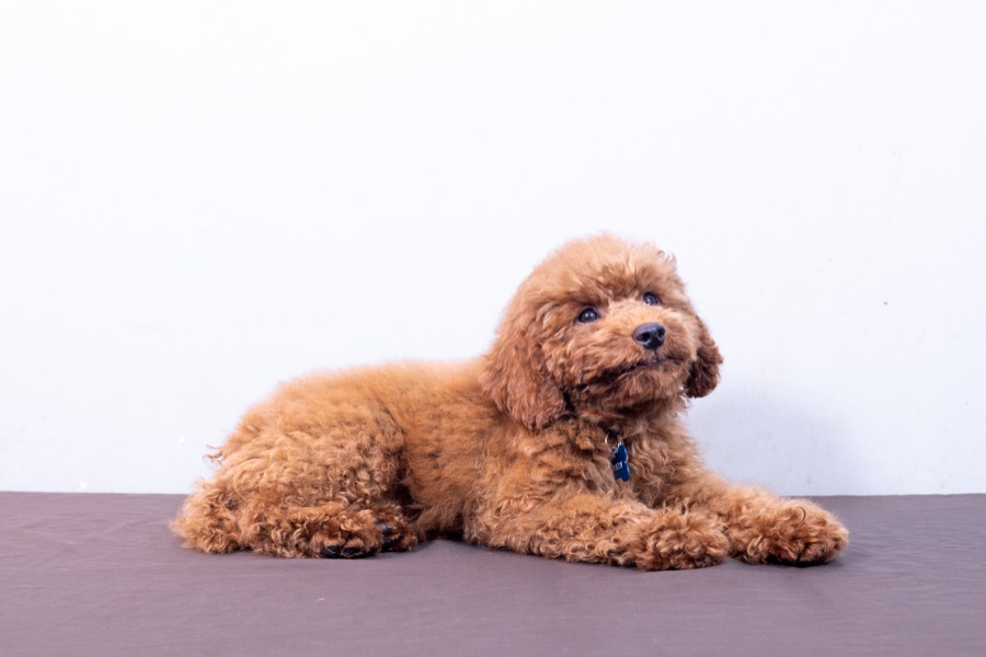 Anakin Skywalker, red Mini Poodle male
