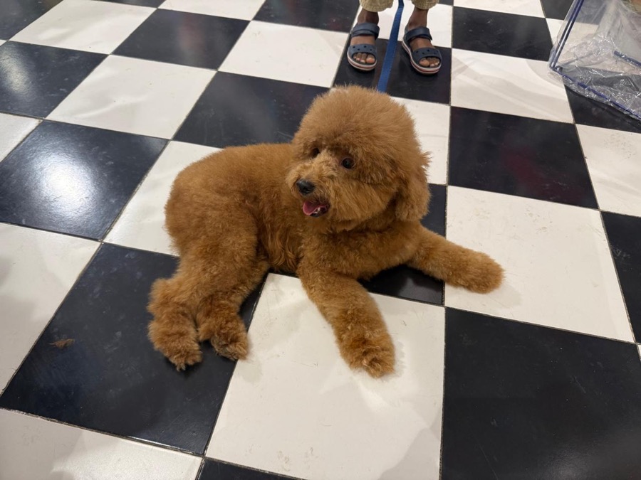 Hera Syndulla Mini Poodle female
