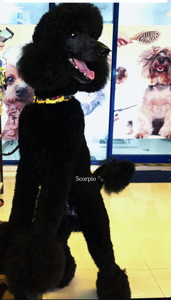 Jack Sparrow black Standard Poodle groomed portrait