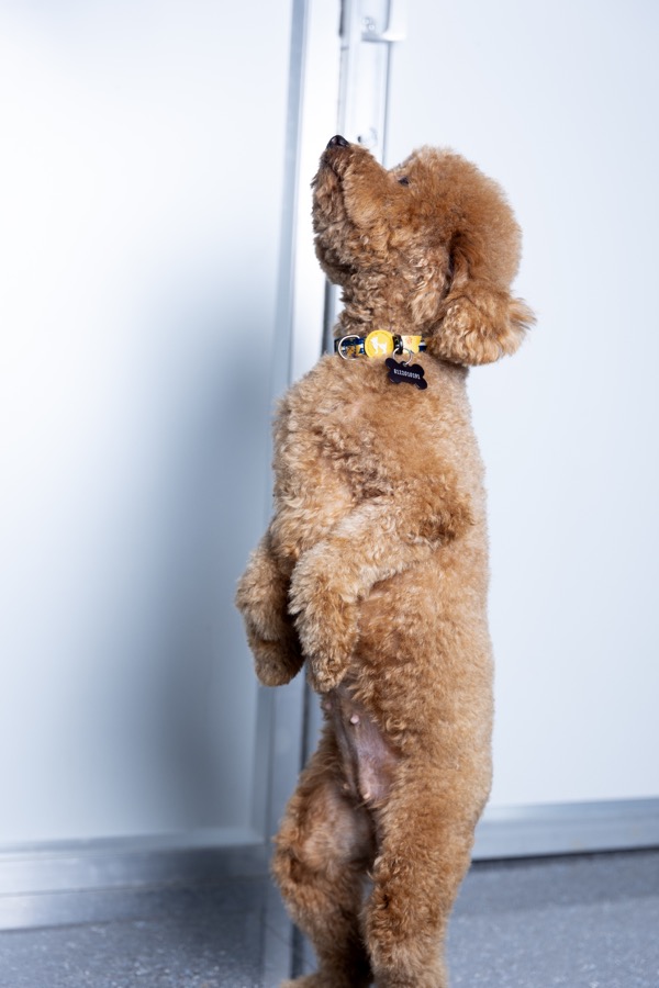 Princess Leia Mini Poodle photo