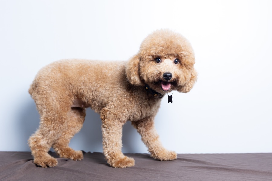 Princess Leia Mini Poodle female