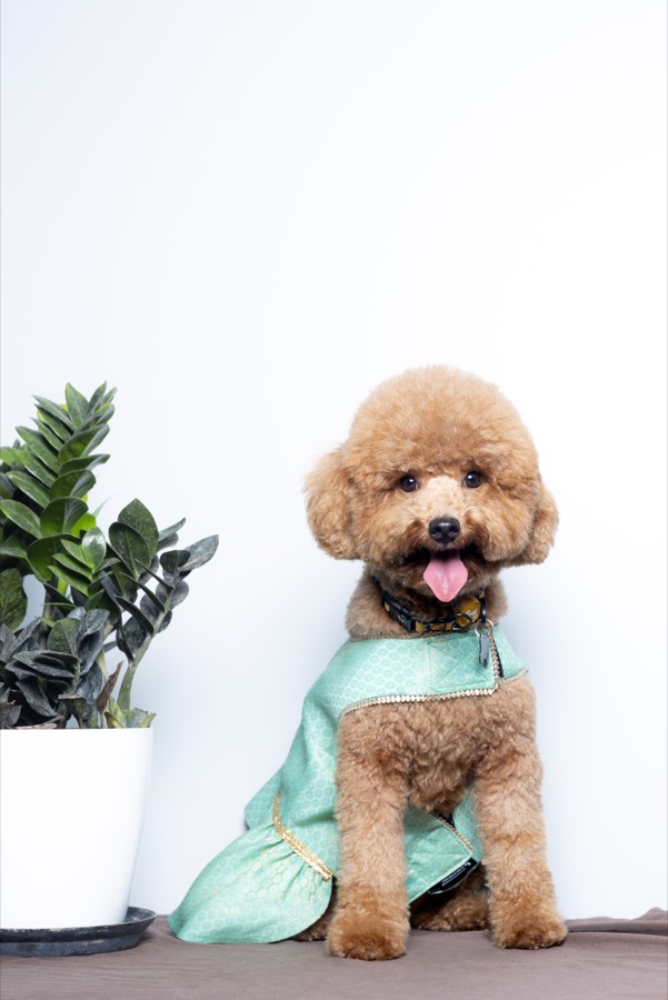 Princess Leia Mini Poodle portrait
