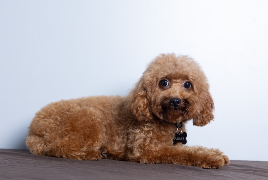 Padme Amidala Toy Poodle female