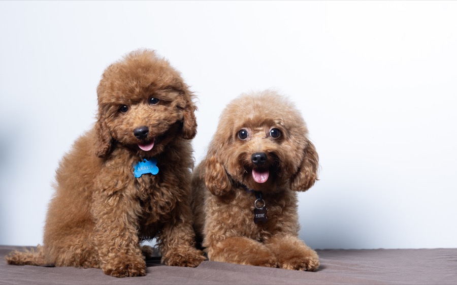 Padme Amidala Toy Poodle portrait