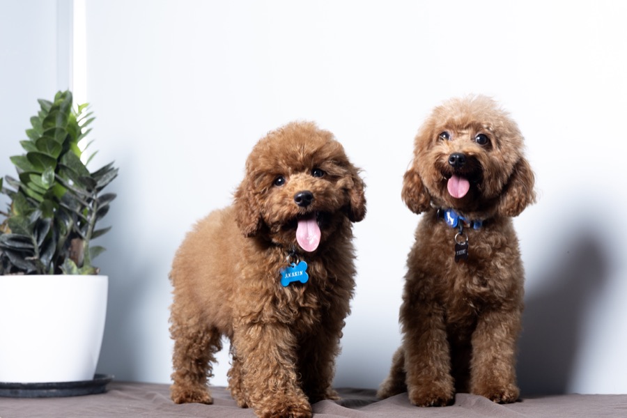 Padme Amidala Toy Poodle photo
