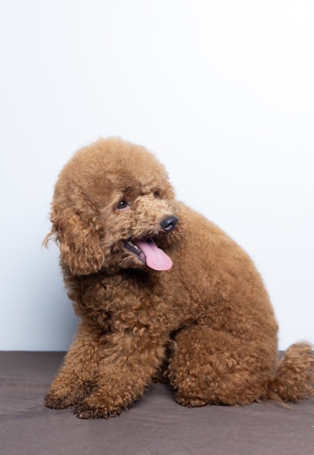 Sabine Wren Mini Poodle female