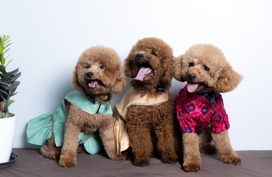 Sabine Wren Mini Poodle photo