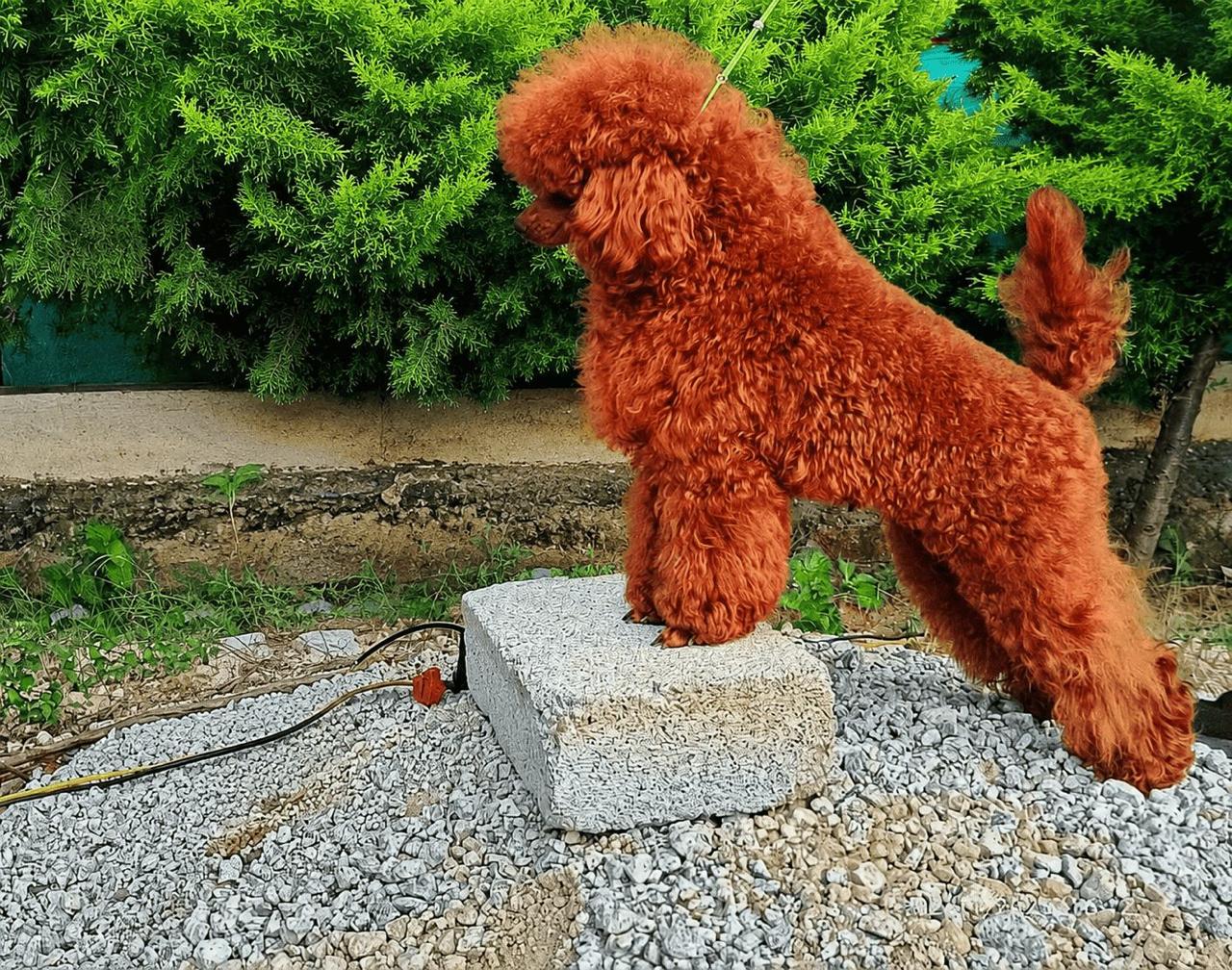 Tsar Mandalorian's red Toy Poodle father