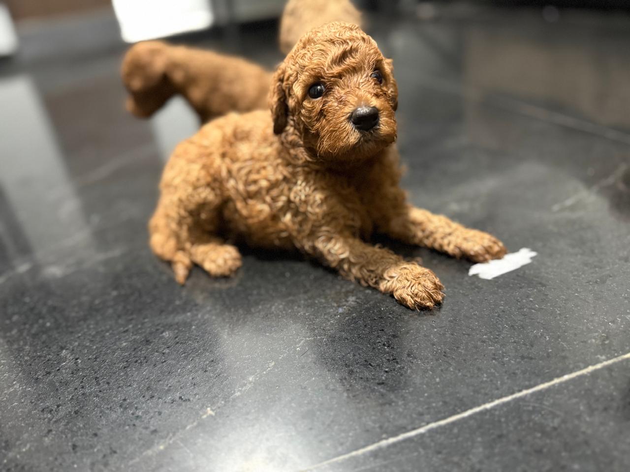 Male 1 - sold red Mini Poodle puppy