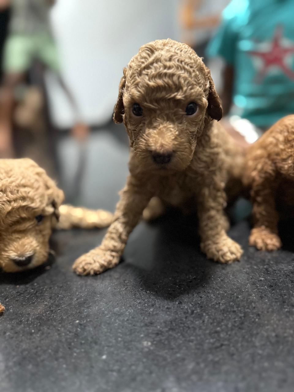 Male 2 - sold apricot Mini Poodle puppy