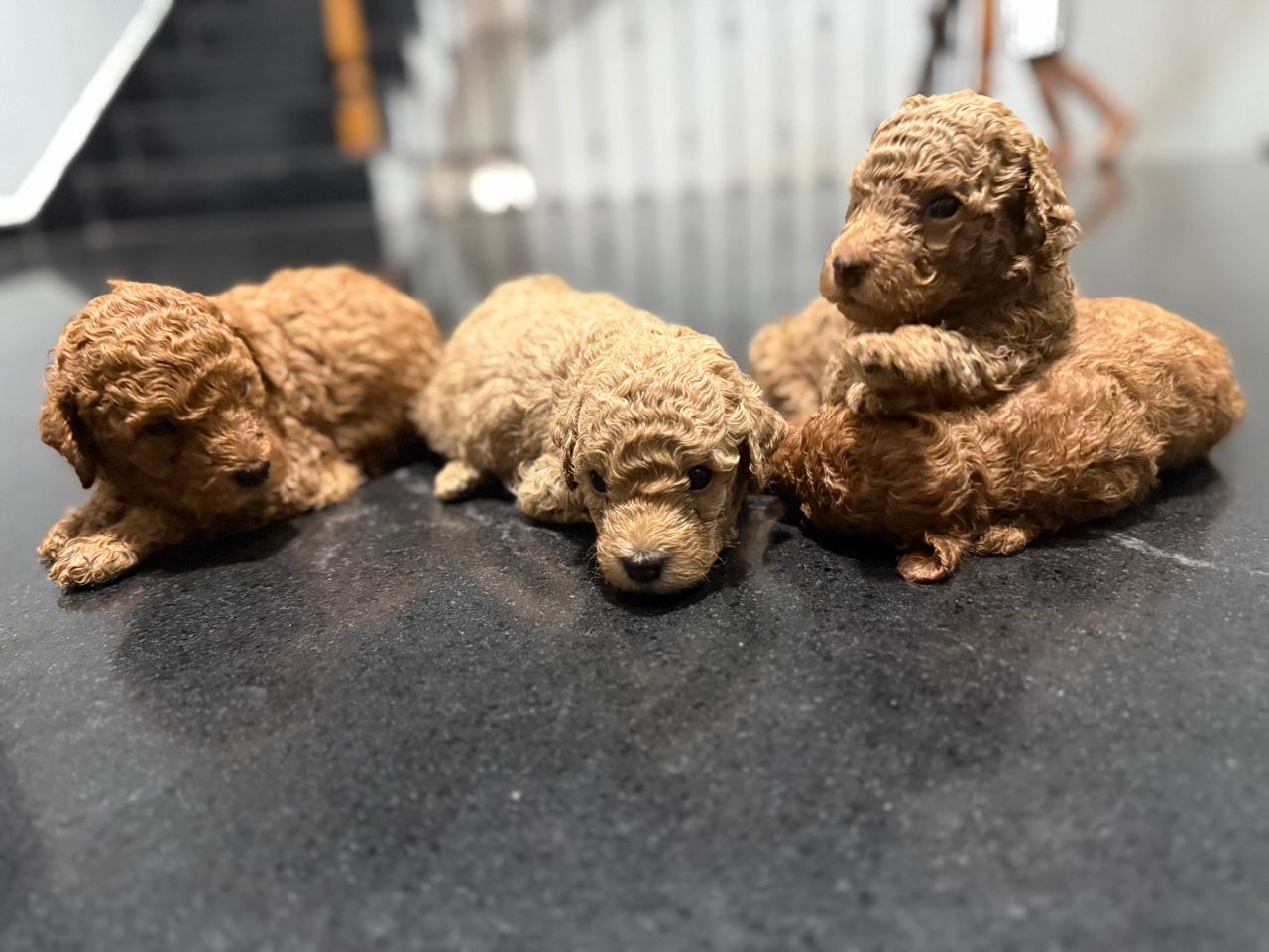 Male 4 - sold red Mini Poodle puppy