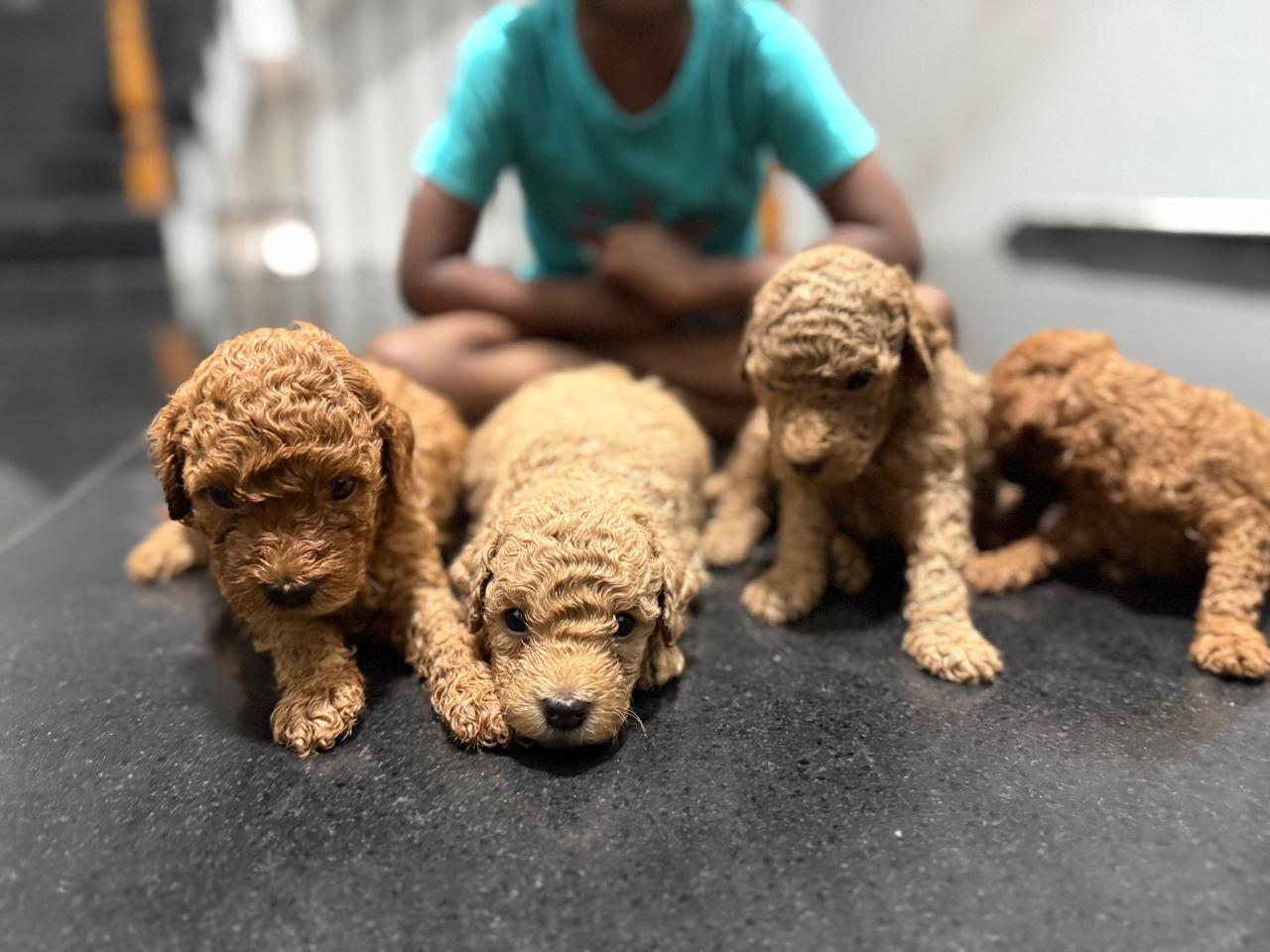 Male 3 - sold apricot Mini Poodle puppy